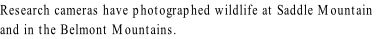 Research cameras have photographed wildlife at Saddle Mountain  
and in the Belmont Mountains.

